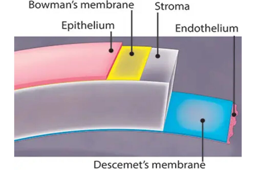 δυστροφίες κερατοειδούς